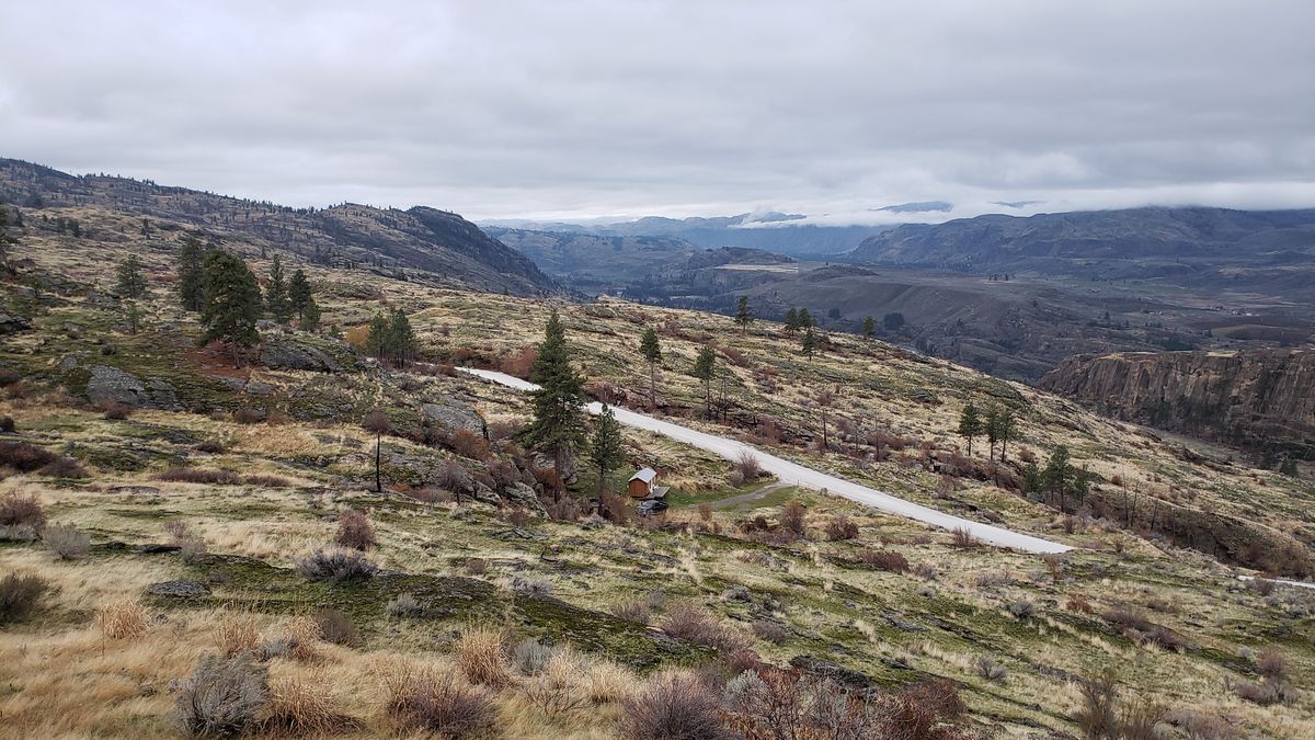 Lone pine tree on a ridge overlooking McLaughlin Canyon in fall
