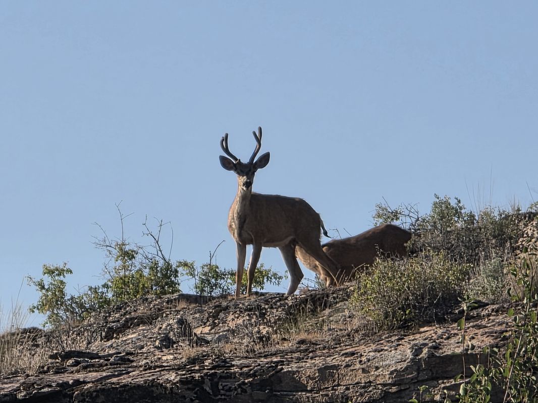 Mule deer standing on a rocky ridge near McLaughlin Canyon